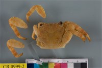 藏品(白紋方蟹)的圖片